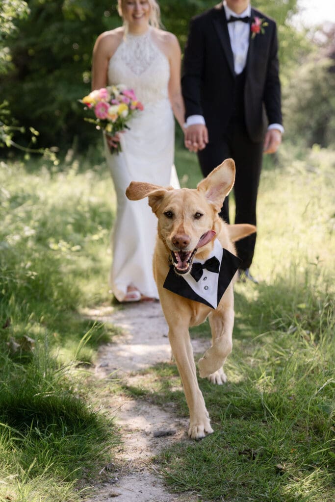 Labrador in a tuxedo collar trotting towards the camera ahead of the bride and groom