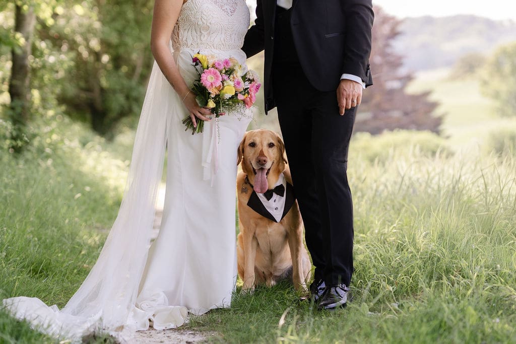 Labrador in a tuxedo collar sitting between the bride and groom in the fields